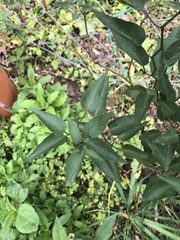 Solanum laxum