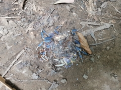 Demanietta khirikhan