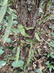 Pyrrosia lingua