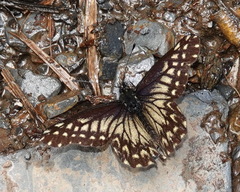 Catasticta pinava pinava