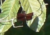 Camacinia gigantea