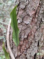 Pyrrosia lingua