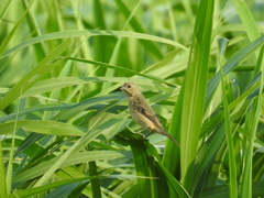 Sporophila lineola