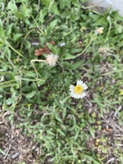 Tridax procumbens