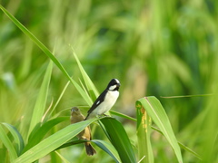 Sporophila lineola