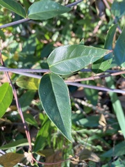 Gelsemium sempervirens