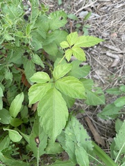 Causonis japonica