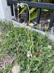 Tridax procumbens