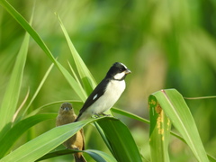 Sporophila lineola