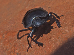 Scarabaeus rusticus