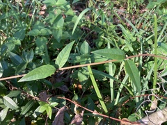 Gelsemium sempervirens