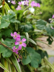 Oxalis debilis