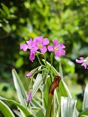 Oxalis debilis