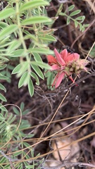 Indigofera hilaris