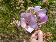 Malacothamnus densiflorus