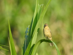 Sporophila lineola