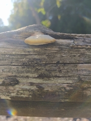 Crepidotus
