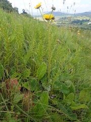 Berkheya radula