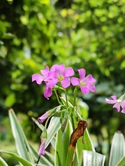 Oxalis debilis