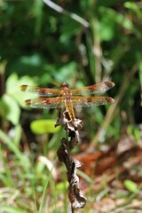 Libellula semifasciata