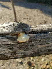 Crepidotus