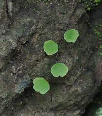 Adiantum philippense