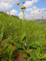 Berkheya radula