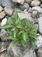Cinnamomum