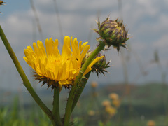 Berkheya radula