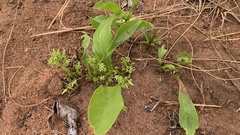 Pygmaeothamnus zeyheri