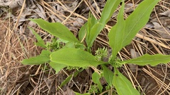 Pygmaeothamnus zeyheri