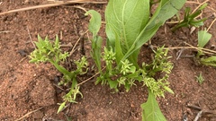 Pygmaeothamnus zeyheri