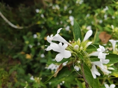 Barleria cristata