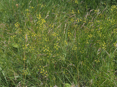 Bupleurum mundii