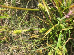 Carex viridula