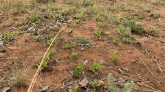 Pygmaeothamnus zeyheri