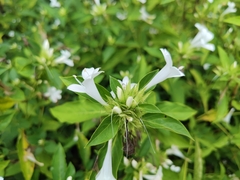 Barleria cristata