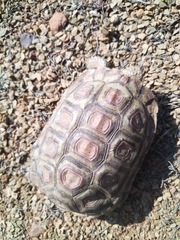 Homopus areolatus