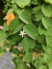 Bauhinia brachycarpa