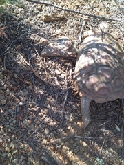 Homopus areolatus