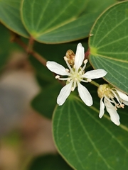 Bauhinia brachycarpa