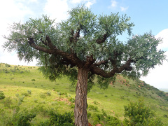 Cussonia paniculata sinuata
