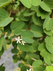 Bauhinia brachycarpa