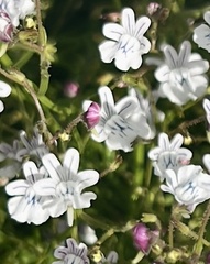 Nemesia diffusa