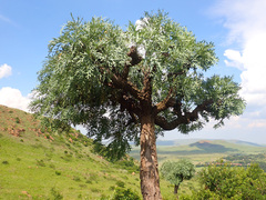 Cussonia paniculata sinuata