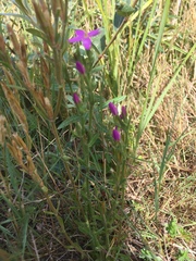 Centaurium pulchellum