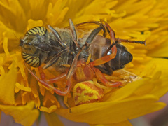 Thomisus citrinellus