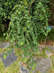 Bauhinia brachycarpa