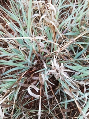Schmidtia pappophoroides