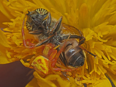 Thomisus citrinellus